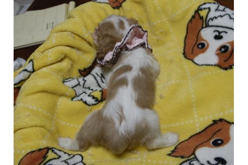 成約済の埼玉県のキャバリアキングチャールズスパニエル-54227の1枚目
